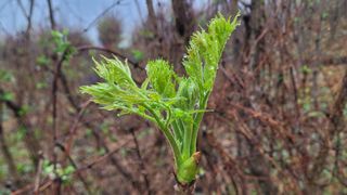 여우내 이순홍님의 블루베리 · 영농일지 작성글 사진