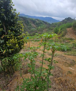 멧돼지님의 기타작물 · 영농일지 작성글 사진