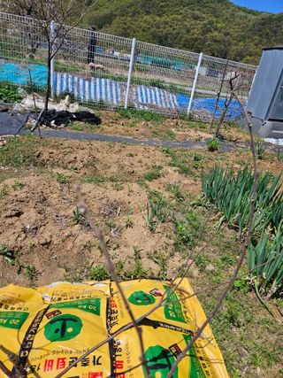 김재현님의 블루베리 · 영농일지 작성글 사진