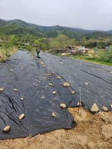 팜모닝 기타작물·영농일지 게시글 이미지