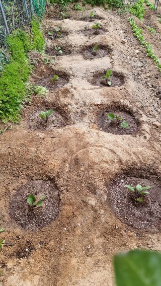 권혁렬님의 기타작물 · 영농일지 작성글 사진