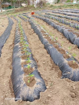 이름김지연님의 콩 · 영농일지 작성글 사진