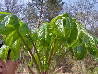 강인규님의 기타작물 · 영농일지 작성글 사진