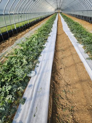 김저팔계님의 기타작물 · 영농일지 작성글 사진