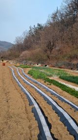 팜모닝 감자·영농일지 게시글 이미지