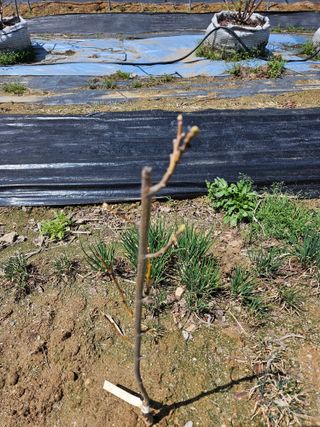 김재현님의 블루베리 · 영농일지 작성글 사진