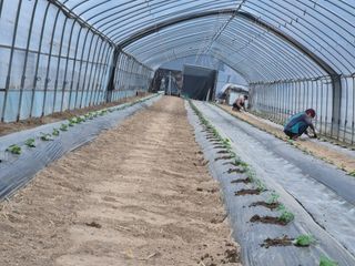 대진눙장막노동잡부님의 기타작물 · 영농일지 작성글 사진