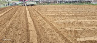 감자5892님의 고구마 · 영농일지 작성글 사진