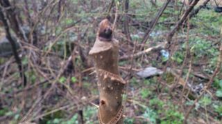 여우내 이순홍님의 블루베리 · 영농일지 작성글 사진