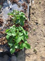 팜모닝 딸기·영농일지 게시글 이미지