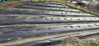 진전님의 기타작물 · 영농일지 작성글 사진