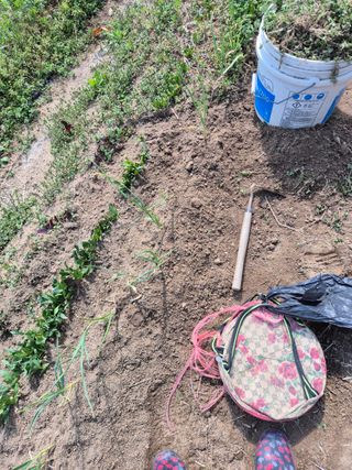 봉림동 태진농장님의 고추 · 영농일지 작성글 사진