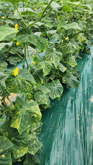 준우아빠님의 오이 · 영농일지 작성글 사진