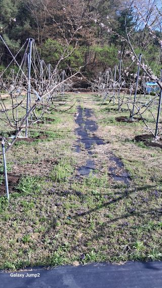 복숭아(유명)님의 기타작물 · 영농일지 작성글 사진