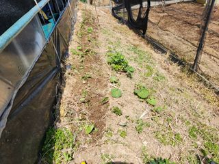 꿀복이농장님의 기타작물 · 영농일지 작성글 사진