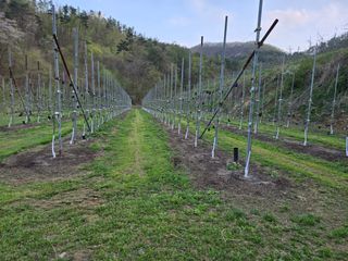이흥식(청아농원)님의 사과 · 영농일지 작성글 사진