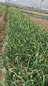 팜모닝 마늘·영농일지 게시글 이미지