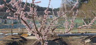 박상중님의 포도 · 영농일지 작성글 사진