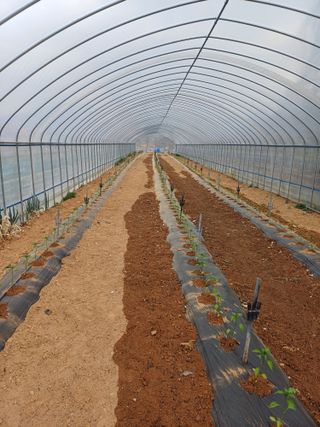 해아래님의 고추 · 영농일지 작성글 사진