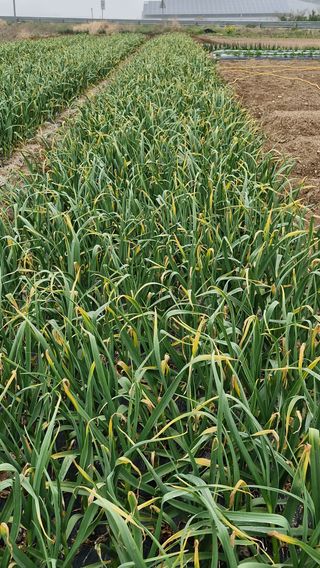 해촌(서정술)50님의 마늘 · 영농일지 작성글 사진