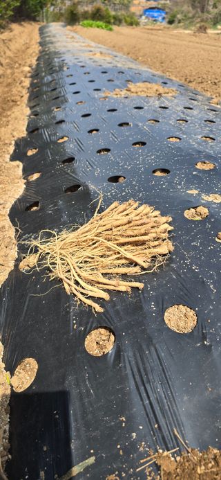 행복한농민님의 기타작물 · 영농일지 작성글 사진