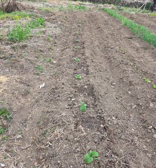 오현백님의 기타작물 · 영농일지 작성글 사진