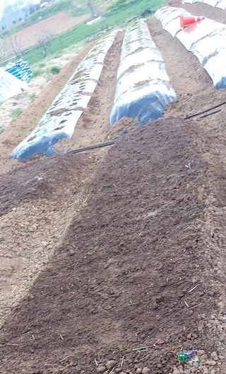 내장상동초보농부님의 기타작물 · 영농일지 작성글 사진