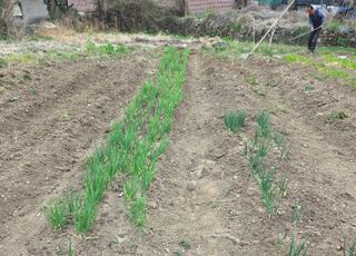 오현백님의 기타작물 · 영농일지 작성글 사진