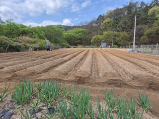 꽃사랑님의 기타작물 · 영농일지 작성글 사진