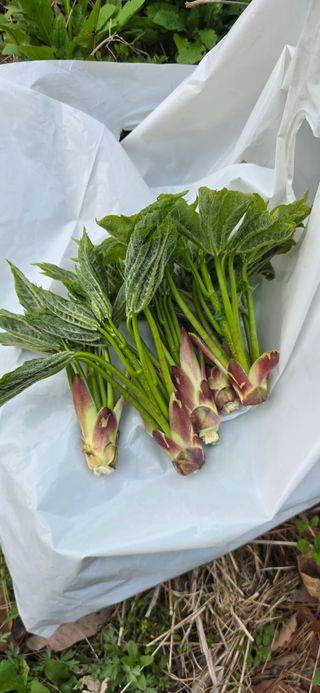 최병만님의 기타작물 · 영농일지 작성글 사진