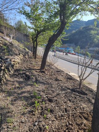 김용대님의 고구마 · 영농일지 작성글 사진