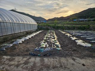 백호순(후추)님의 옥수수 · 영농일지 작성글 사진