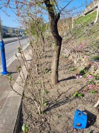 김용대님의 고구마 · 영농일지 작성글 사진