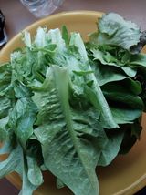 팜모닝 기타작물·영농일지 게시글 이미지