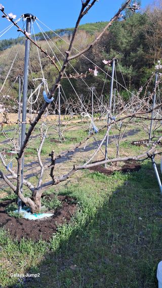 복숭아(유명)님의 기타작물 · 영농일지 작성글 사진