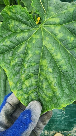 준우아빠님의 오이 · 영농일지 작성글 사진