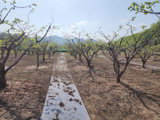 대운농원님의 기타작물 · 영농일지 작성글 사진