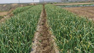 해촌(서정술)50님의 마늘 · 영농일지 작성글 사진