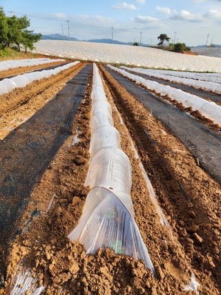 김저팔계님의 기타작물 · 영농일지 작성글 사진