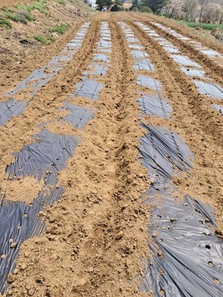 이영미님의 기타작물 · 영농일지 작성글 사진