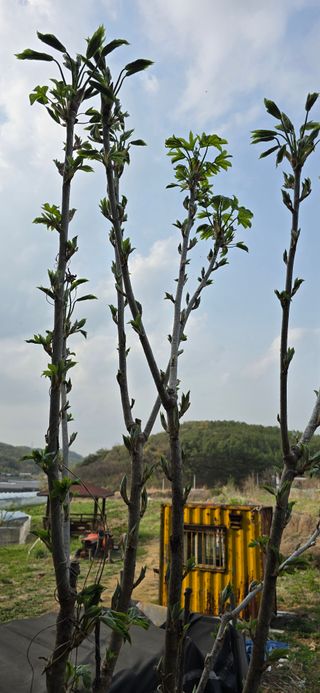 최병만님의 기타작물 · 영농일지 작성글 사진