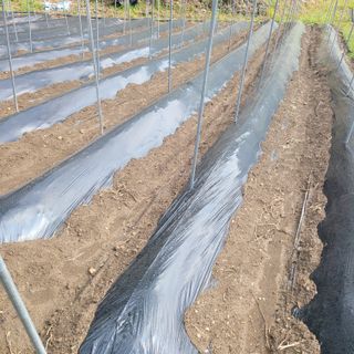 김선순(공룡자색마)님의 기타작물 · 영농일지 작성글 사진