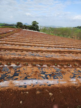 김저팔계님의 기타작물 · 영농일지 작성글 사진