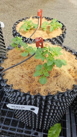김세용님의 감자 · 영농일지 작성글 사진