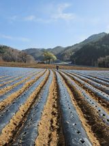 팜모닝 기타작물·영농일지 게시글 이미지