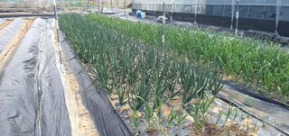 박상중님의 포도 · 영농일지 작성글 사진