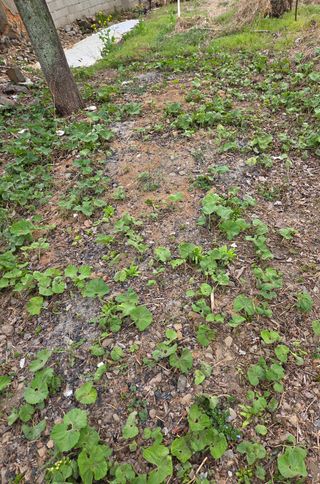 오현백님의 기타작물 · 영농일지 작성글 사진