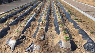 최경숙님의 상추 · 영농일지 작성글 사진