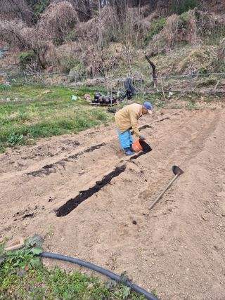 봉림동 태진농장님의 고추 · 영농일지 작성글 사진