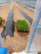 팜모닝 고추·영농일지 게시글 이미지